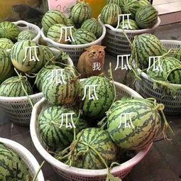 娱乐吃瓜军,吃瓜军背后的故事与真相